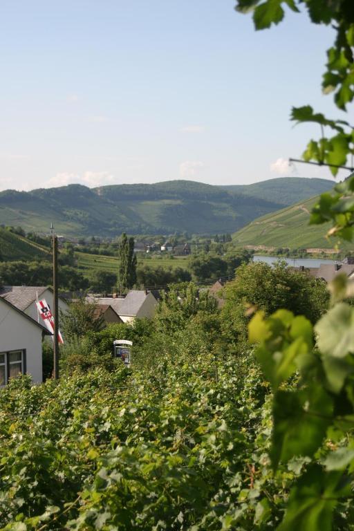 Ferienweingut Hirschen Schulstrasse Bed & Breakfast Burg  Exterior foto